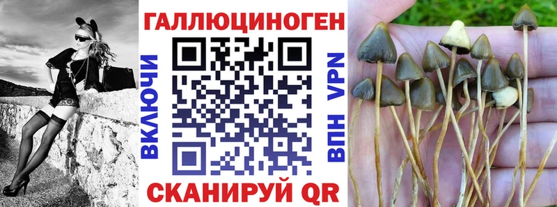 Псилоцибиновые грибы мицелий  blacksprut вход  Темников 
